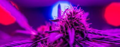 LED Grow Licht mit Marijuana